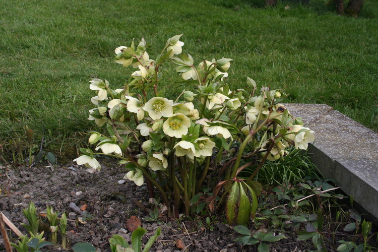 helleboure jaune