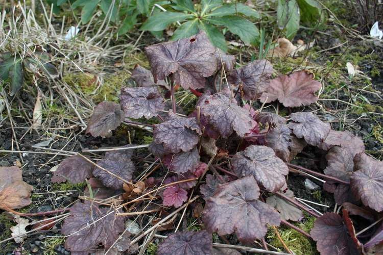 heuchère beaujolais