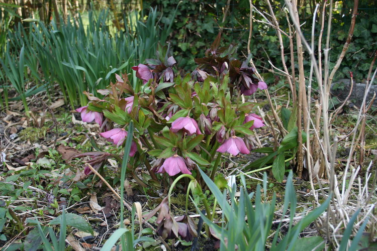 hellebore