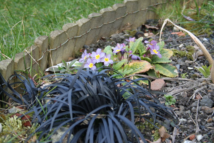 ophiopogon niger