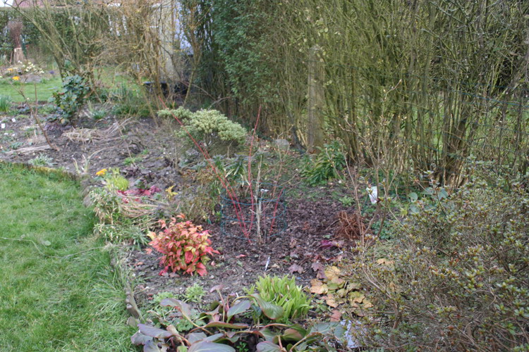 du forsythia aux azalées