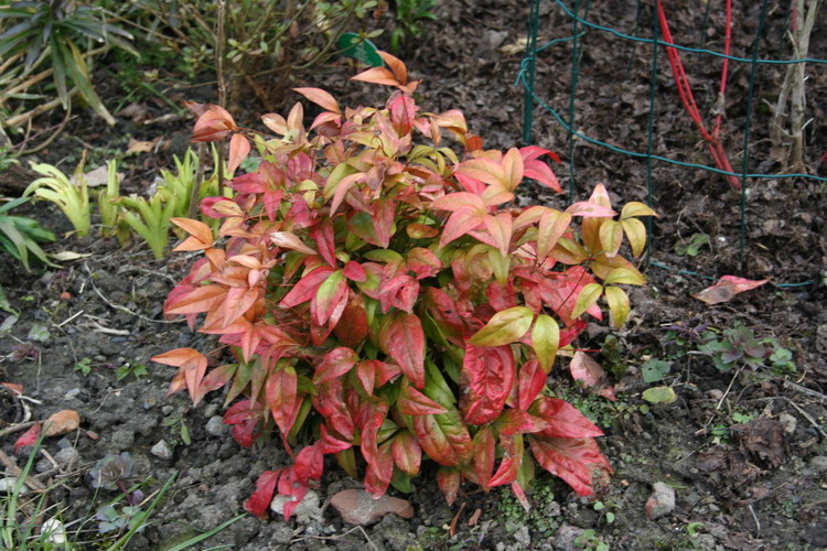 nandina