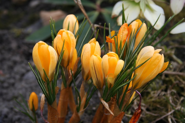 crocus jaune
