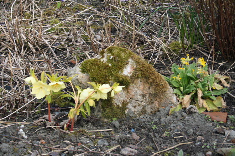 hellebore