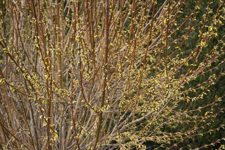 forsythia