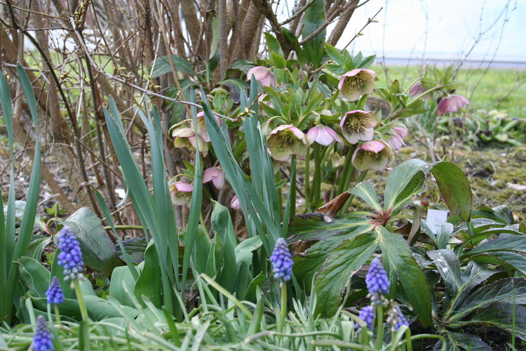 muscari
