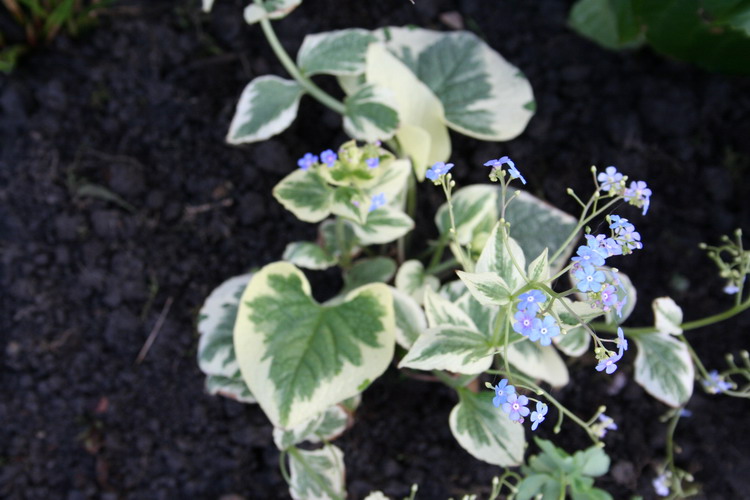 Brunnera macrophylla variegata