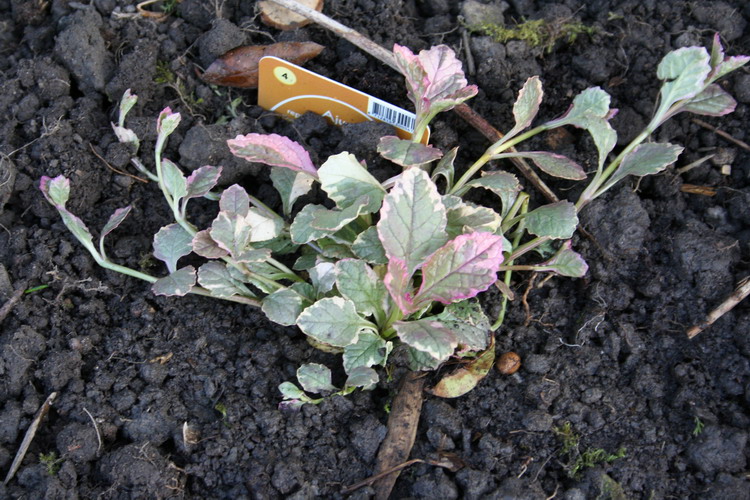 ajuga