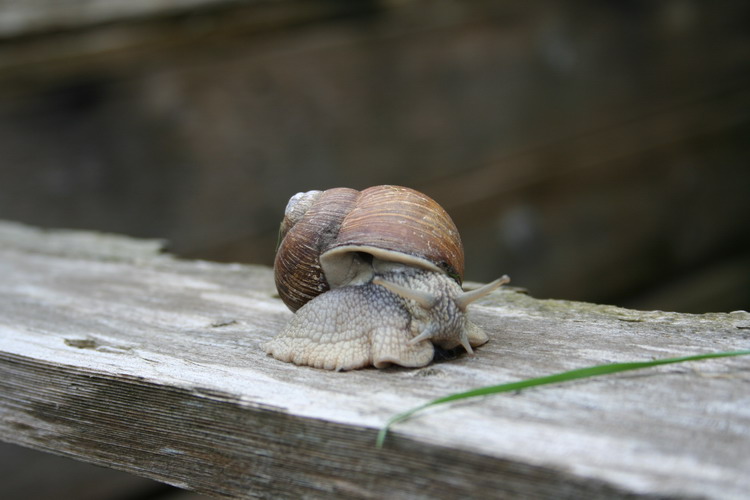 escargot