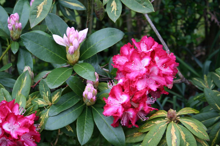 rhododendron