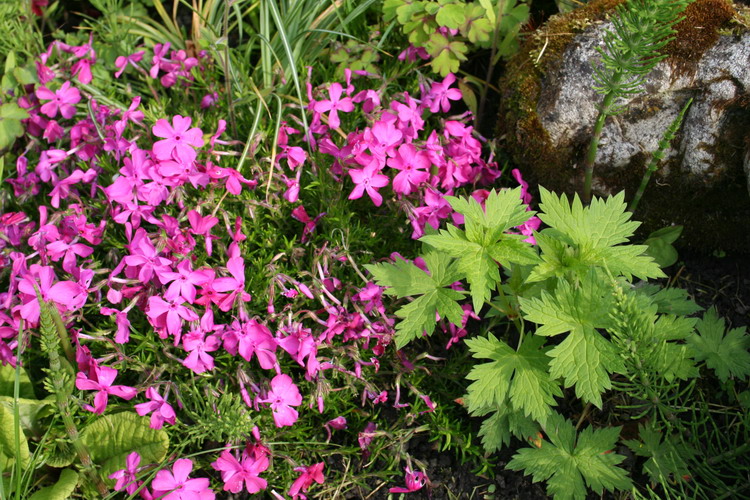 phlox mousse