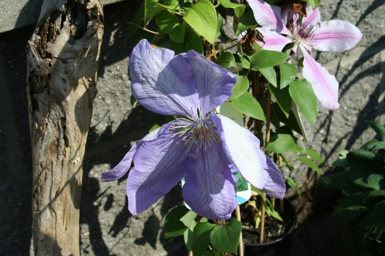 clématite 'mrs Cholmondeley'