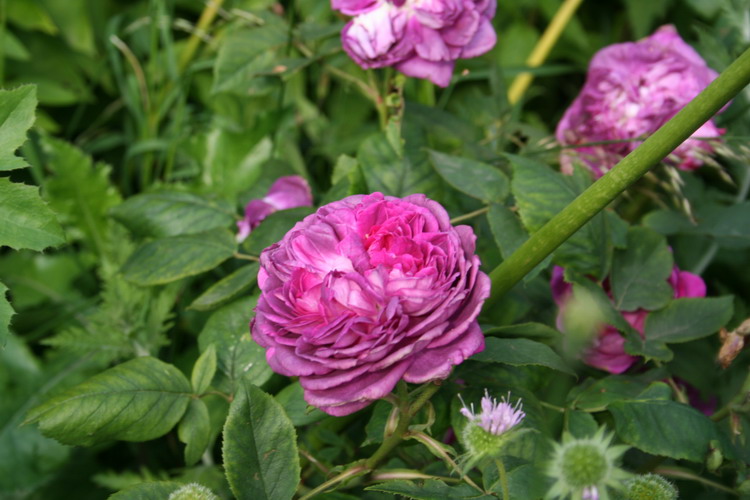 Rosier Reine des Violettes