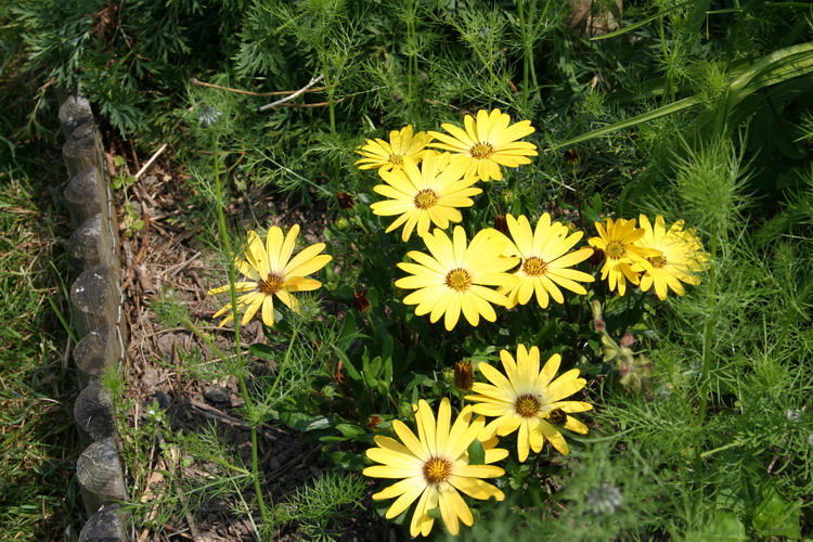 osteospermum