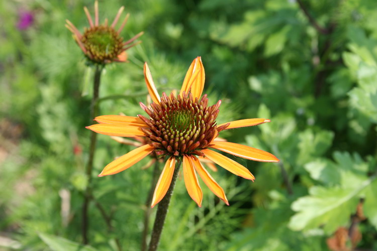 echinacea