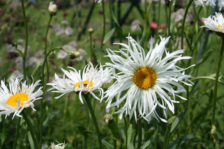 marguerite