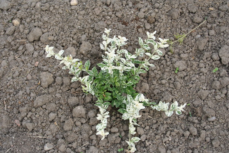 euonymus