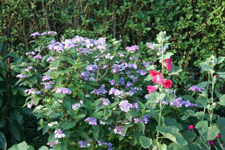 hortensia blue bird