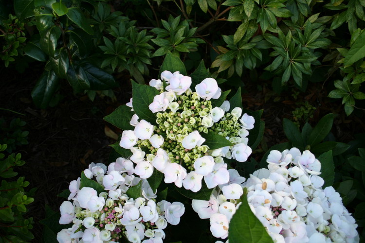 hortensia