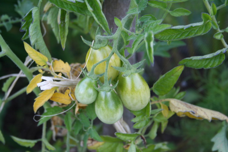 tomates