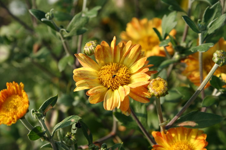 chrysanthème "dernier soleil"