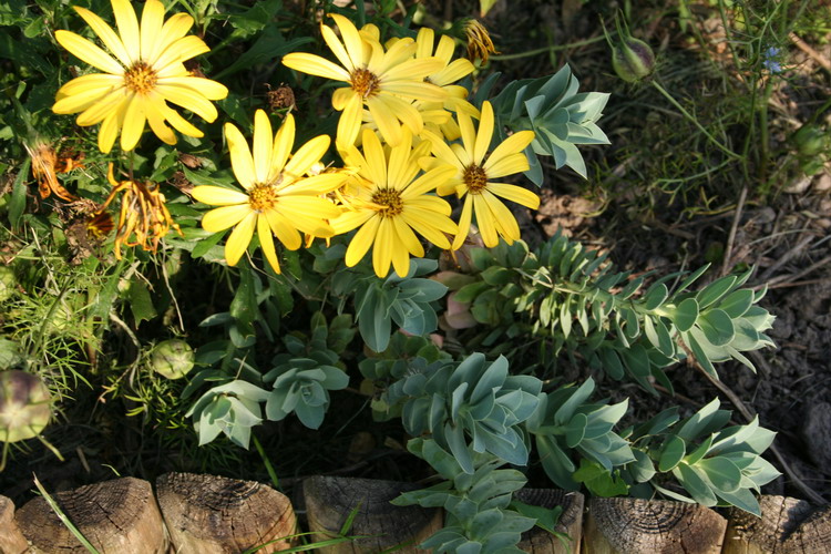 osteospermum