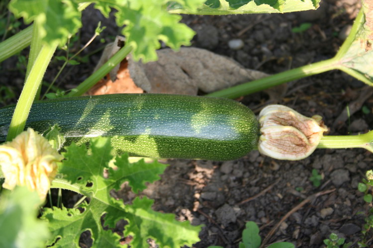 courgette