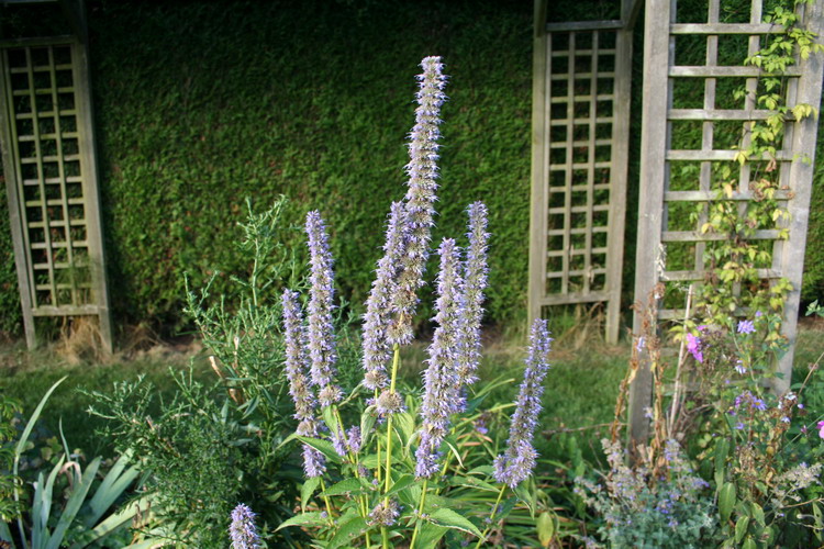 agastache