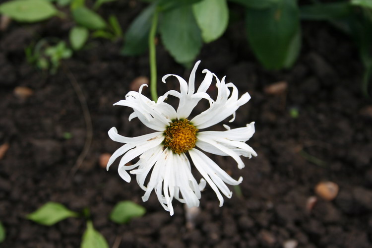 marguerite