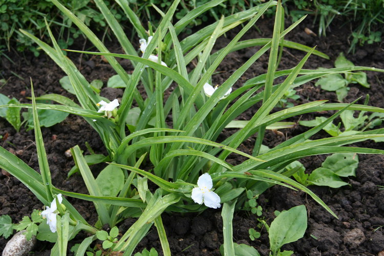 tradescantia