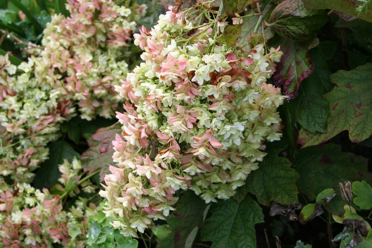 hydrangea quercifolia