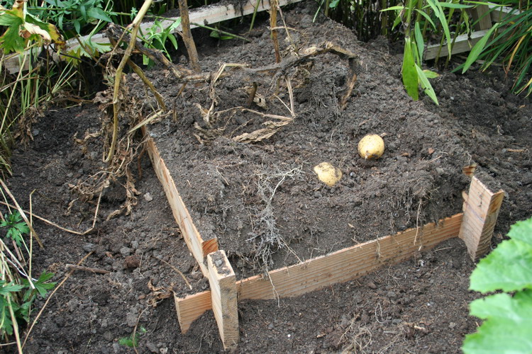 tour à patates