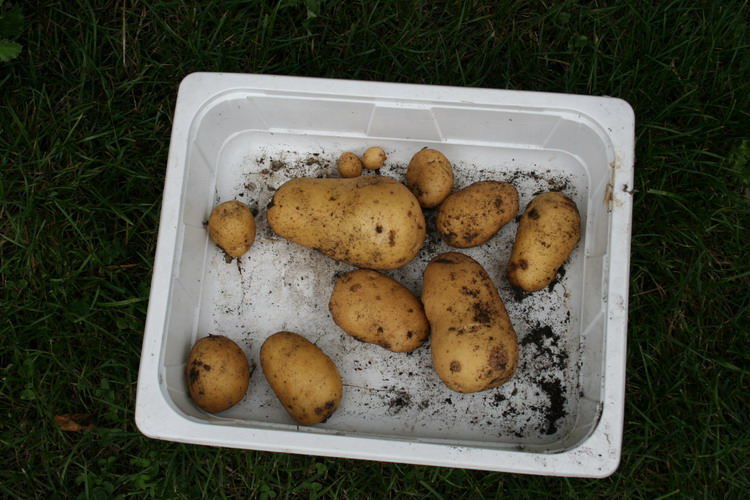 tour à patates