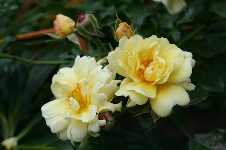 rosier Sunny Rose