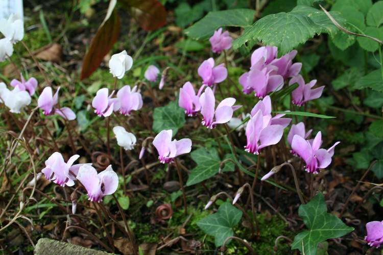 cyclamen