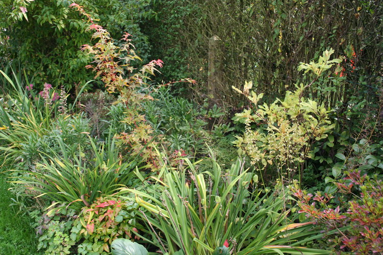 Du Forsythia aux Azalées