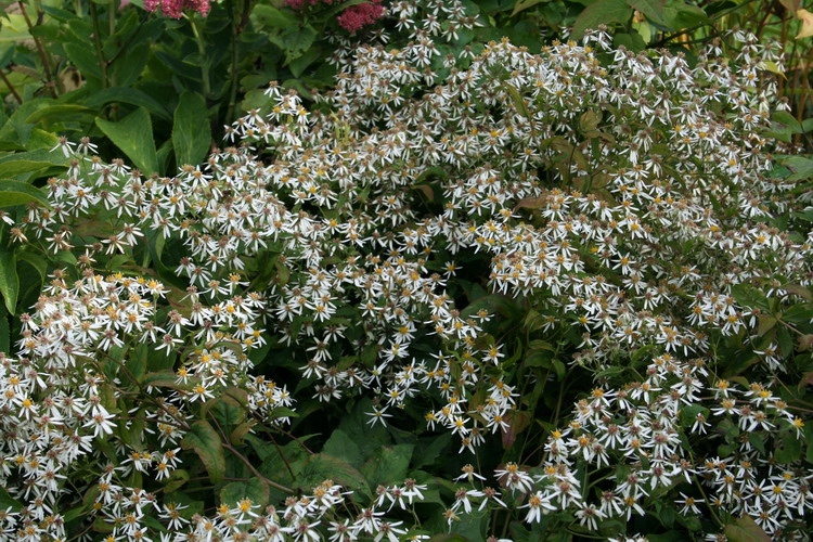 aster divaricatus