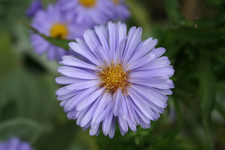 aster