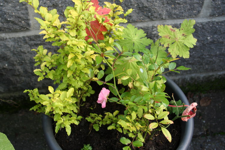 sur la terrasse