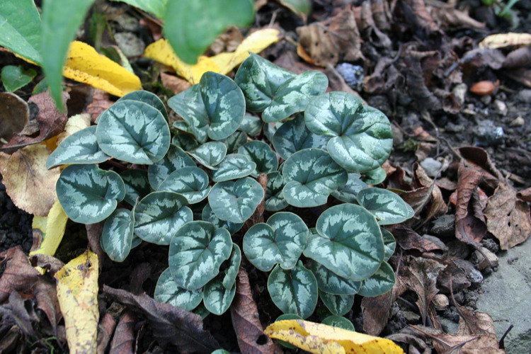 cyclamen