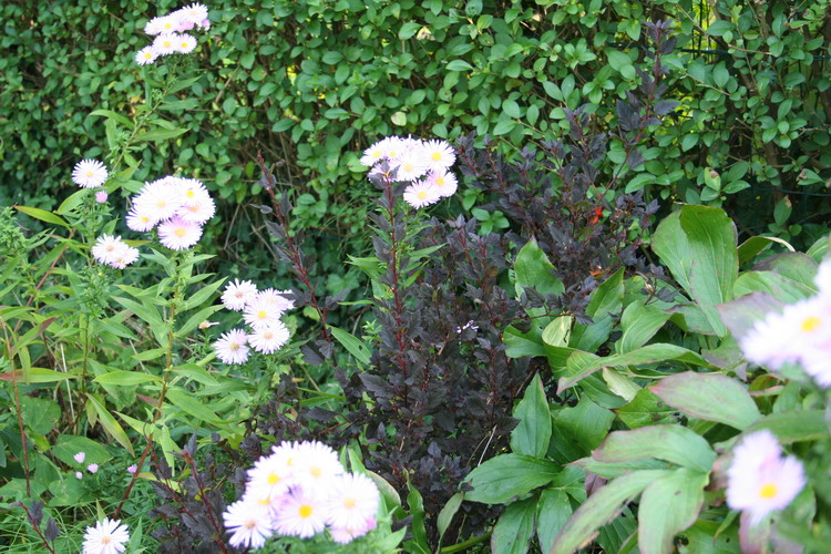 physocarpus