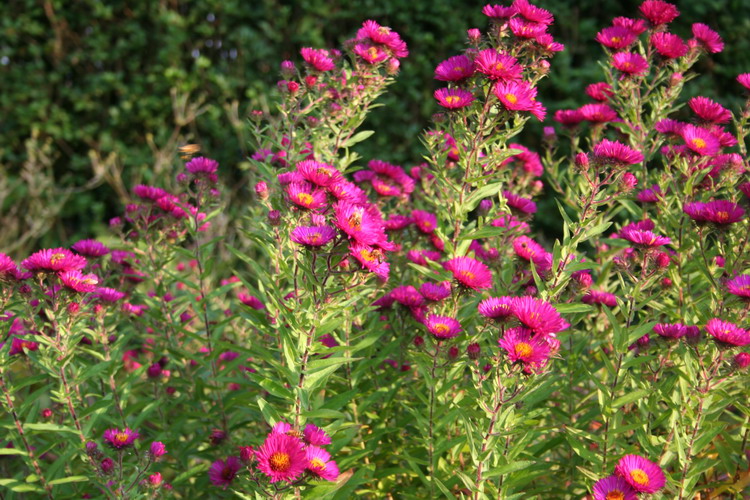 aster