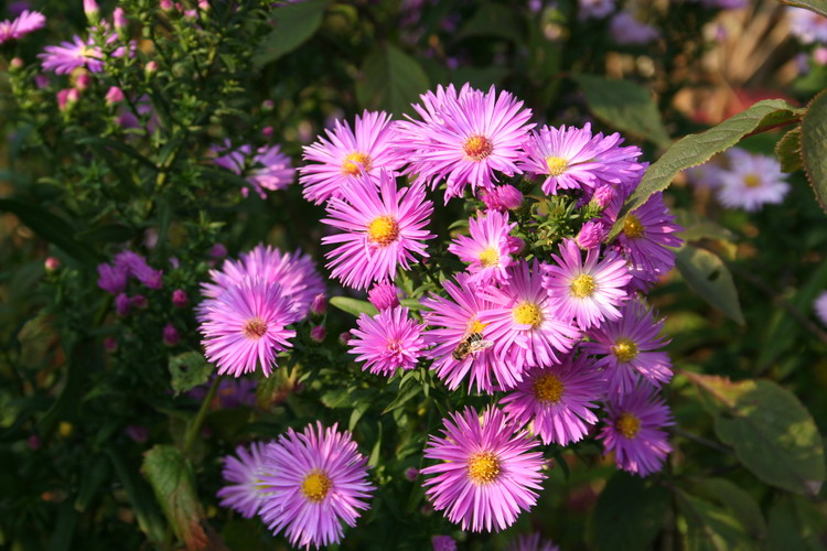 aster