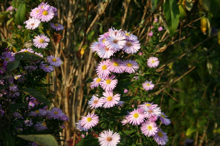 aster