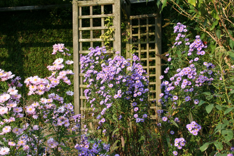 aster
