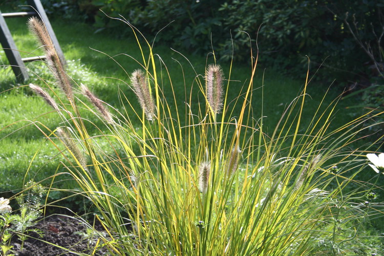 pennisetum