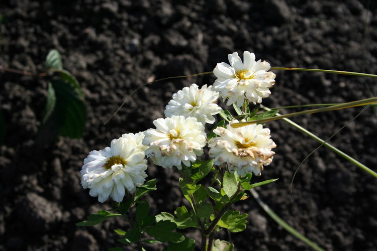 chrysantheme poésie