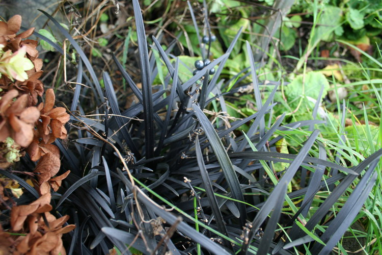 ophiopogon