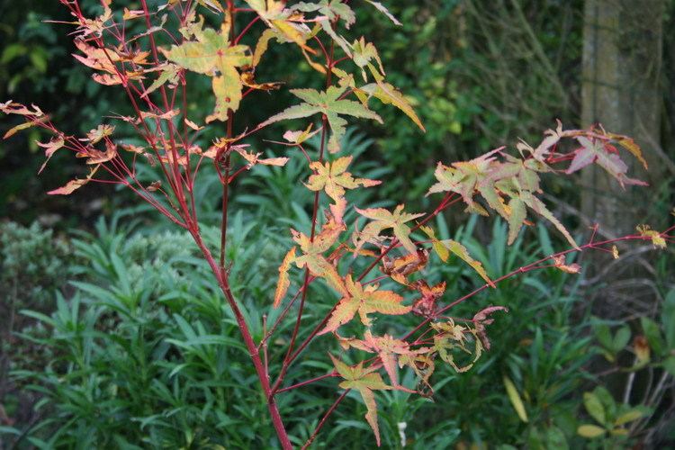 acer palmatum