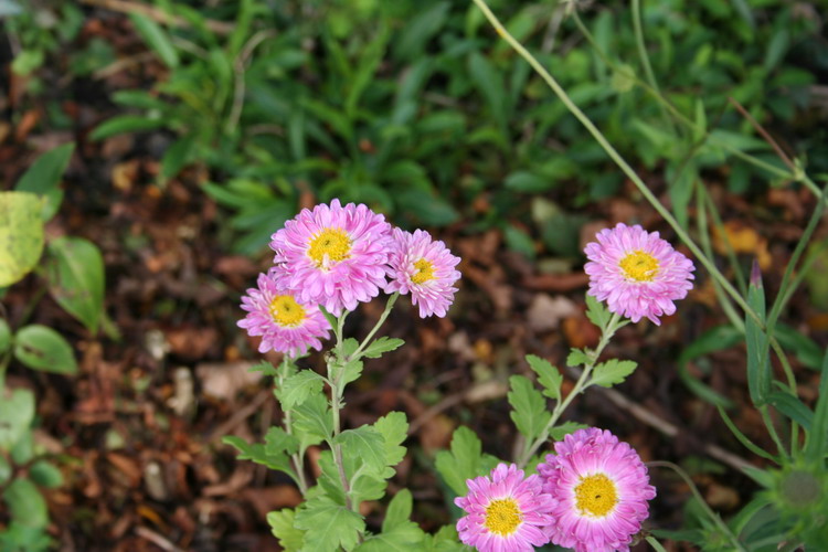 chrysantheme